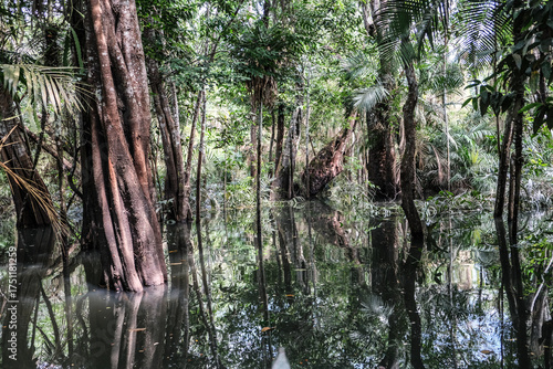 árvores verdes mata floresta amazonia natureza brasil lago igarapé lagoa selva folha