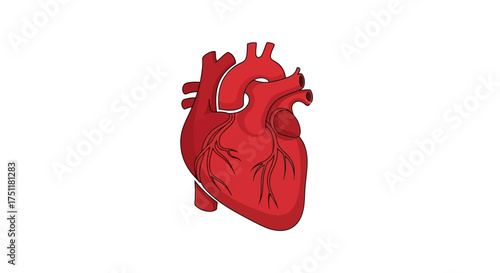 Anatomical illustration of the human heart, showcasing its structure and function with detailed features