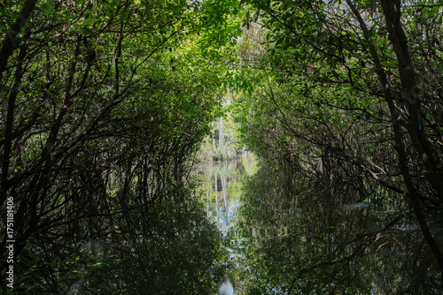 árvores verdes mata floresta amazonia natureza brasil lago igarapé lagoa selva folha