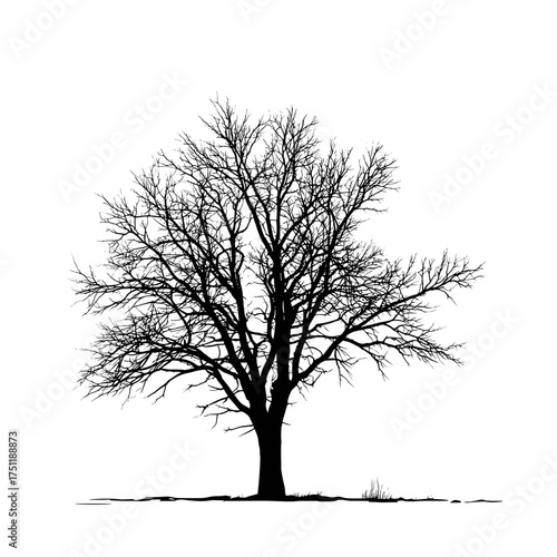 Silhouette of a bare tree with detailed branches on white background representing nature and solitude