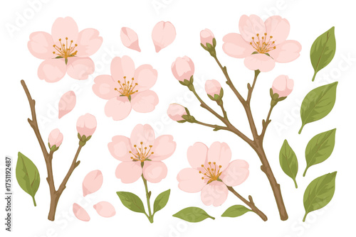 Delicate pink cherry blossom flowers, buds, branches, and green leaves collection for spring design