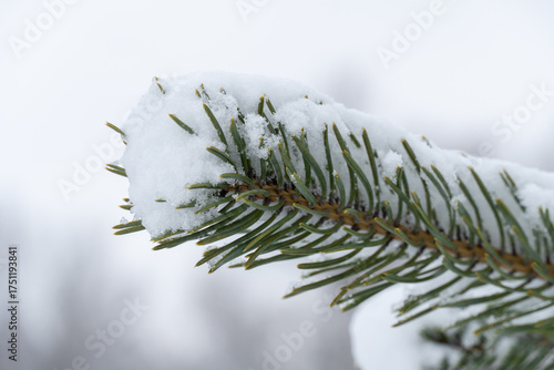 Pine branch and needle of evergreen coniferous tree with white snow in winter forest. New year card and wallpaper. Christmas tree farm in cold temperature. Reforestation plant nursery of pine woodland