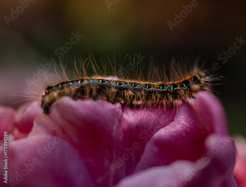 Caterpillar on peony
