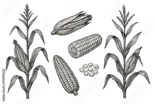 Detailed botanical drawing of maize plants, whole ears of corn, and loose kernels in vintage engraving style