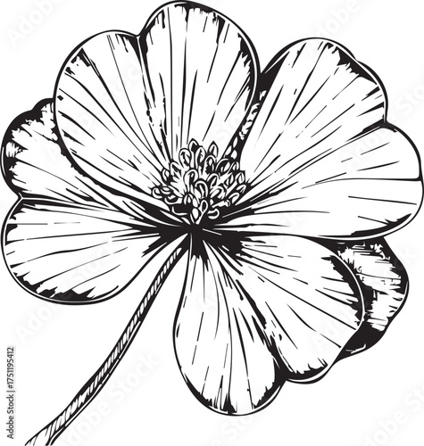 lucky clover, hand-drawn doodle vector illustration, simple line art drawing in the style of engraving on a white background