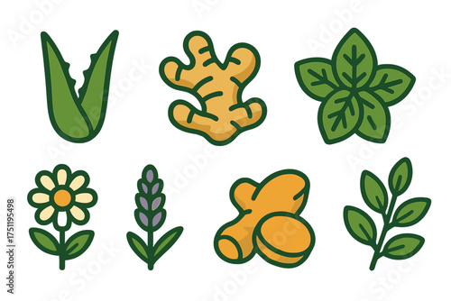 Natural herbal ingredients and medicinal plants set for health and wellness concepts