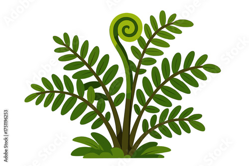 Stylized green fern plant with unfurling fiddlehead frond and lush foliage isolated on white