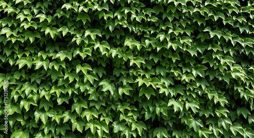 Green ivy foliage wall provides natural textures and vibrant background, climbing garden plant