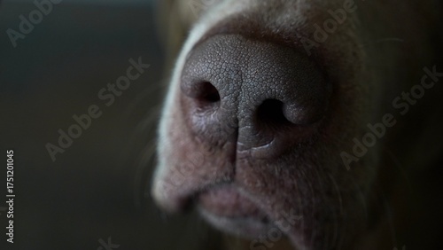 Close-Up of Weimaraner Dog Nose, Detailed Muzzle and Texture of Shorthaired Breed