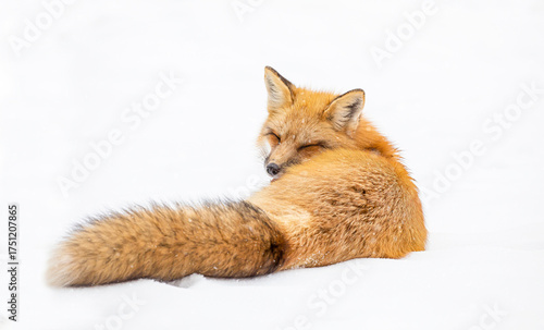 Photography Red fox