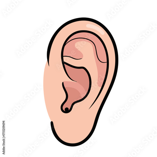 Anatomical Illustration of a Human Ear with Detailed Cartilage Structure
