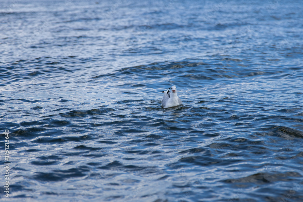 Fototapeta premium Seagull 10