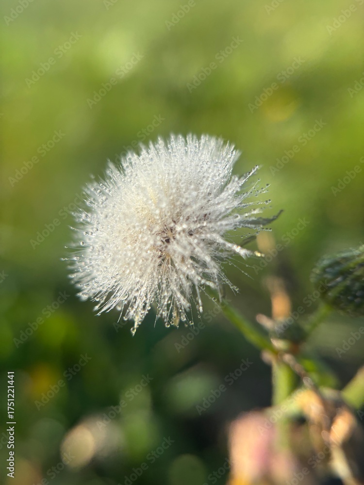Fototapeta premium Fluffy white seed with water droplets in soft sunlight