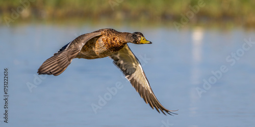 Canard colvert (Anas platyrhynchos - Mallard) en vol