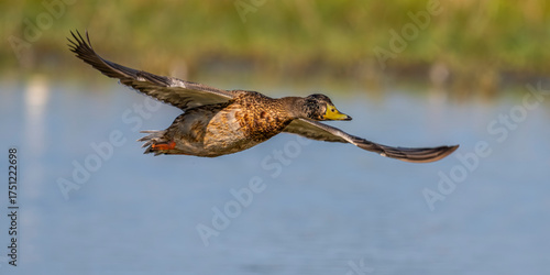 Canard colvert (Anas platyrhynchos - Mallard) en vol