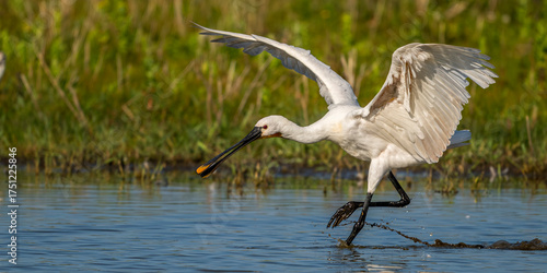 Les Spatules blanches (Platalea leucorodia - Eurasian Spoonbill) à la pêche