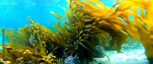 Wallpaper Mural Underwater kelp forest with sunlight filtering through the blue ocean waters Torontodigital.ca