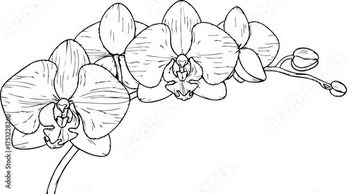 Elegant orchid bloom line art design, showcasing delicate petals and intricate details, perfect for sophisticated floral motifs and botanical illustrations.