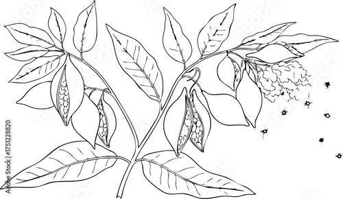 Delicate botanical illustration of flowering plant with leaves and seed pods, elegant line art for natural design and educational projects.
