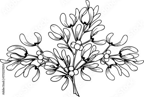 Elegant Hand Drawn Mistletoe Sprig with Berries Perfect for Festive Holiday Designs and Seasonal Decorations