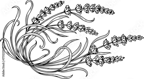 Elegant lavender sprigs in a detailed line art illustration, perfect for sophisticated designs and adding a touch of natural beauty
