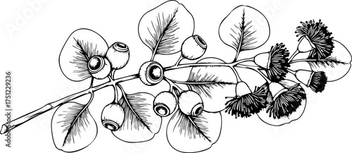 Elegant botanical line art showcases eucalyptus branch with delicate buds and round seed pods, perfect for natural designs