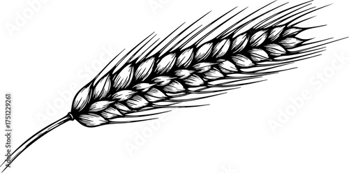 Elegant hand drawn wheat stalk detail conveying organic harvest freshness and natural abundance for food and agriculture themes