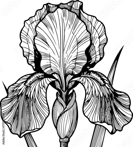 Elegant hand-drawn iris flower with intricate petal details, perfect for botanical art, natural beauty, and sophisticated design projects.