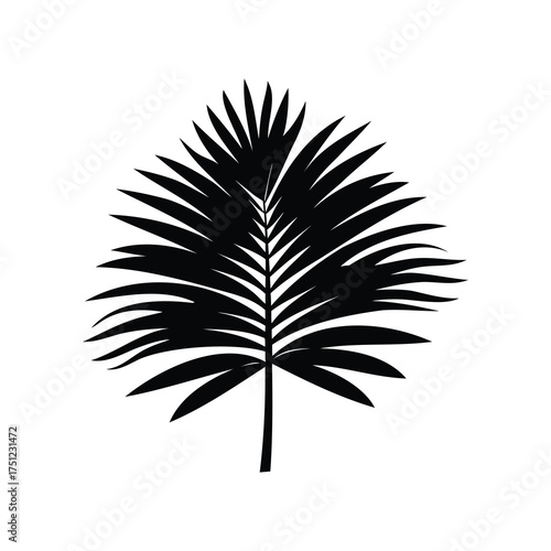 Elegant silhouette of a single palm leaf against a stark white background, palm frond silhouette vector illustration