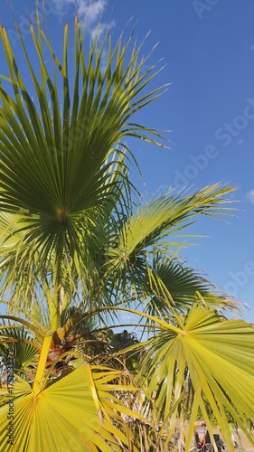 Palm tree leaves background. Summer blue sky. Nature holiday.