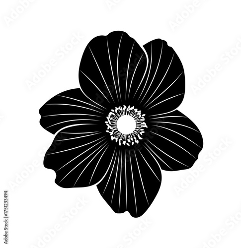 anemone (anemone hupehensis) flower isolated on white background