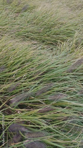 Wind sways grass Miscanthus flower plant in garden. Floral Chinese silver grass