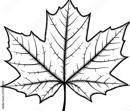 Maple leaf drawing and colored illustration for autumn season design and educational resources vector art editable stock vector
