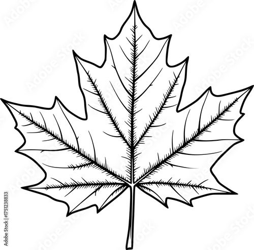 Maple leaf drawing and colored illustration for autumn season design and educational resources vector art editable stock vector
