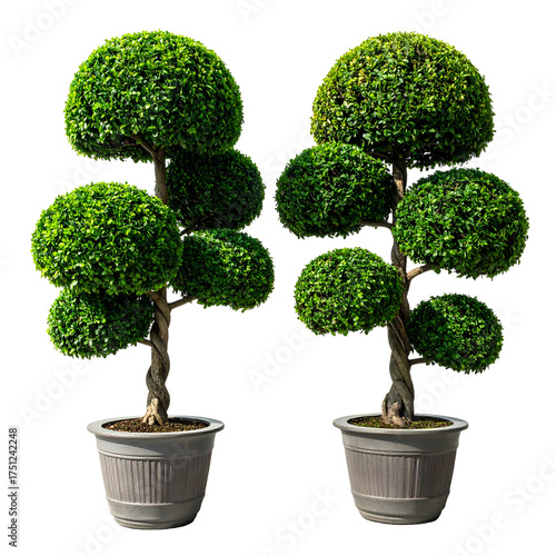 Two symmetrically shaped, potted topiary trees with vibrant green foliage against a black backdrop