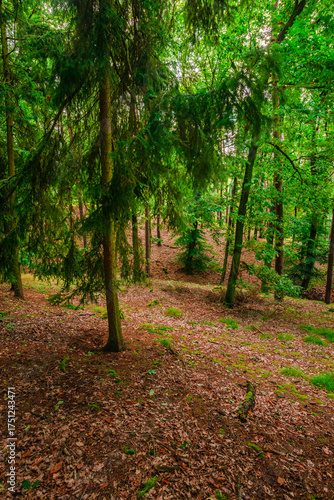 Cuadro en lienzo Serene woodland landscape featuring a mix of coniferous and broadleaf trees with a gentle slope covered in fallen leaves and fresh green grass under a soft diffused afternoon light