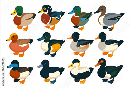 Colorful Duck Species Icons. Isometric vector illustration set Duck Species: mallard, wood duck, teal, pintail, wigeon, shoveler,