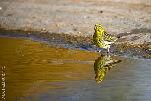 Vercillo or Serinus serinus, reflected in the golden spring.