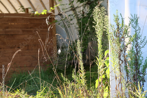 Foto Orb-Weaver Spider (Araneus diadematus) in Rural Barnyard Setting