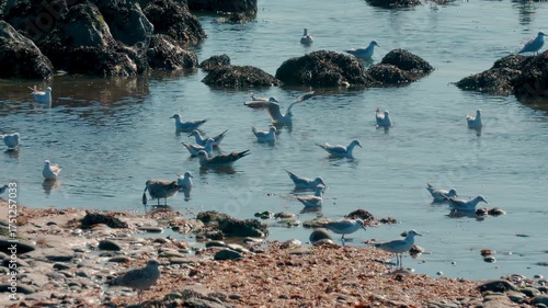 Seagulls swimming in shallow coastal water near rocks