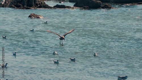 Seagull landing on ocean water with wings spread