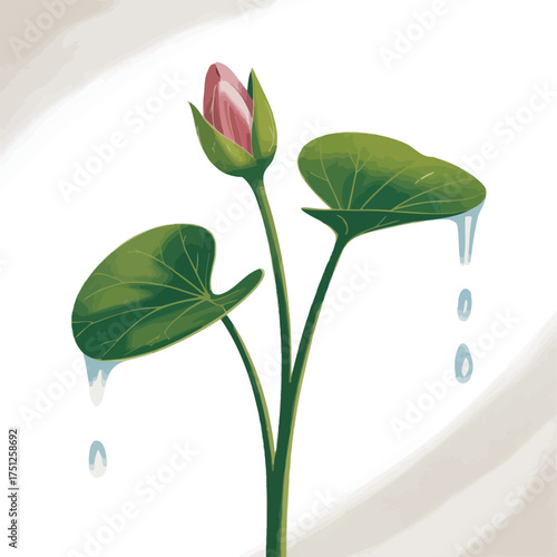 Water lily bud with droplets on leaves
