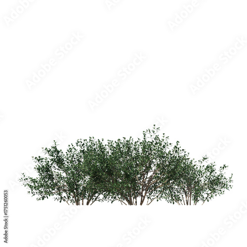 Low-Growing Inkberry Ilex Glabra Hedge 3D Model