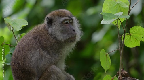 Long-tailed macaque in the sun, closeup