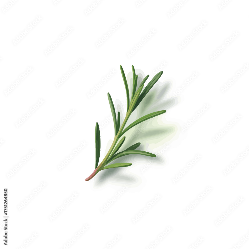 Fototapeta premium Single sprig of fresh green rosemary herb isolated on white background