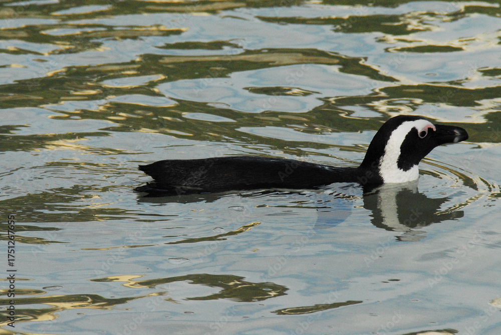 Fototapeta premium birds-africa-extreme-close-up-jackass-penguin-swimming-reflected in the Sea