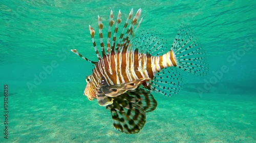 Vivid Lion-fish swimming from water surface down to sandy bottom. Close-up of bright Common Lionfish or Red Lionfish (Pterois volitans) swims on shallows above seabed