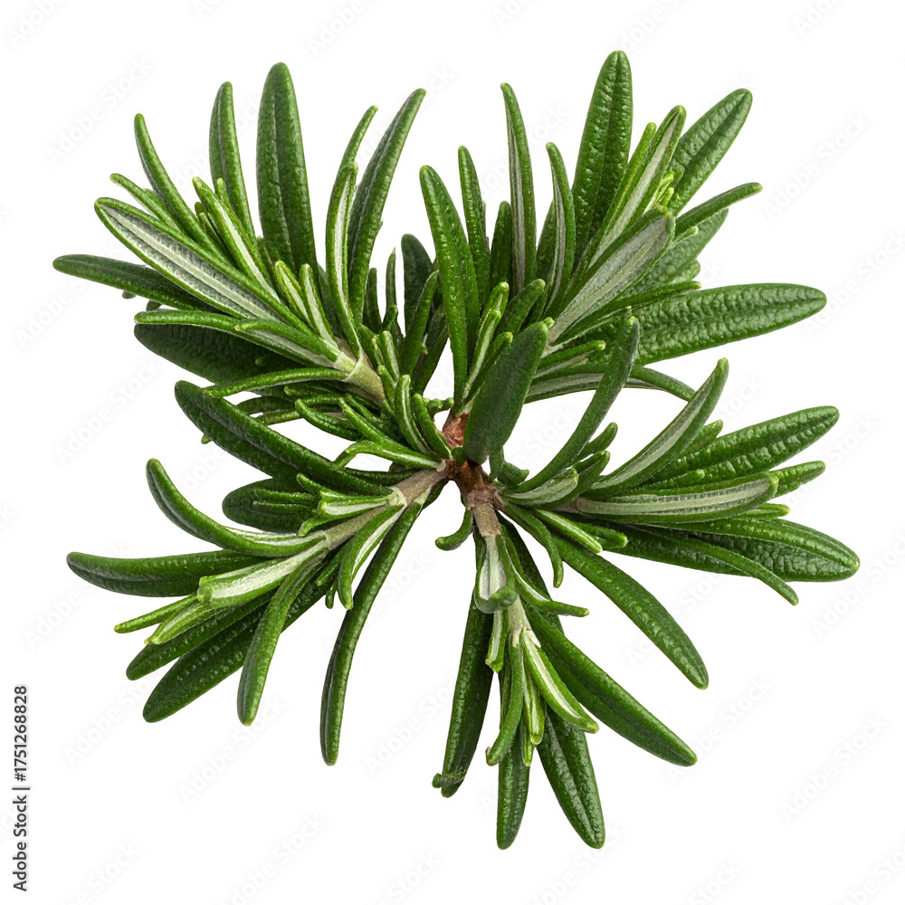 Fototapeta premium Isolated sprig of vibrant green, aromatic herb with needle-like leaves, against a dark background