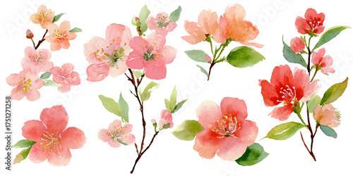 Collection of delicate watercolor floral illustrations in soft pink and peach tones isolated on white background