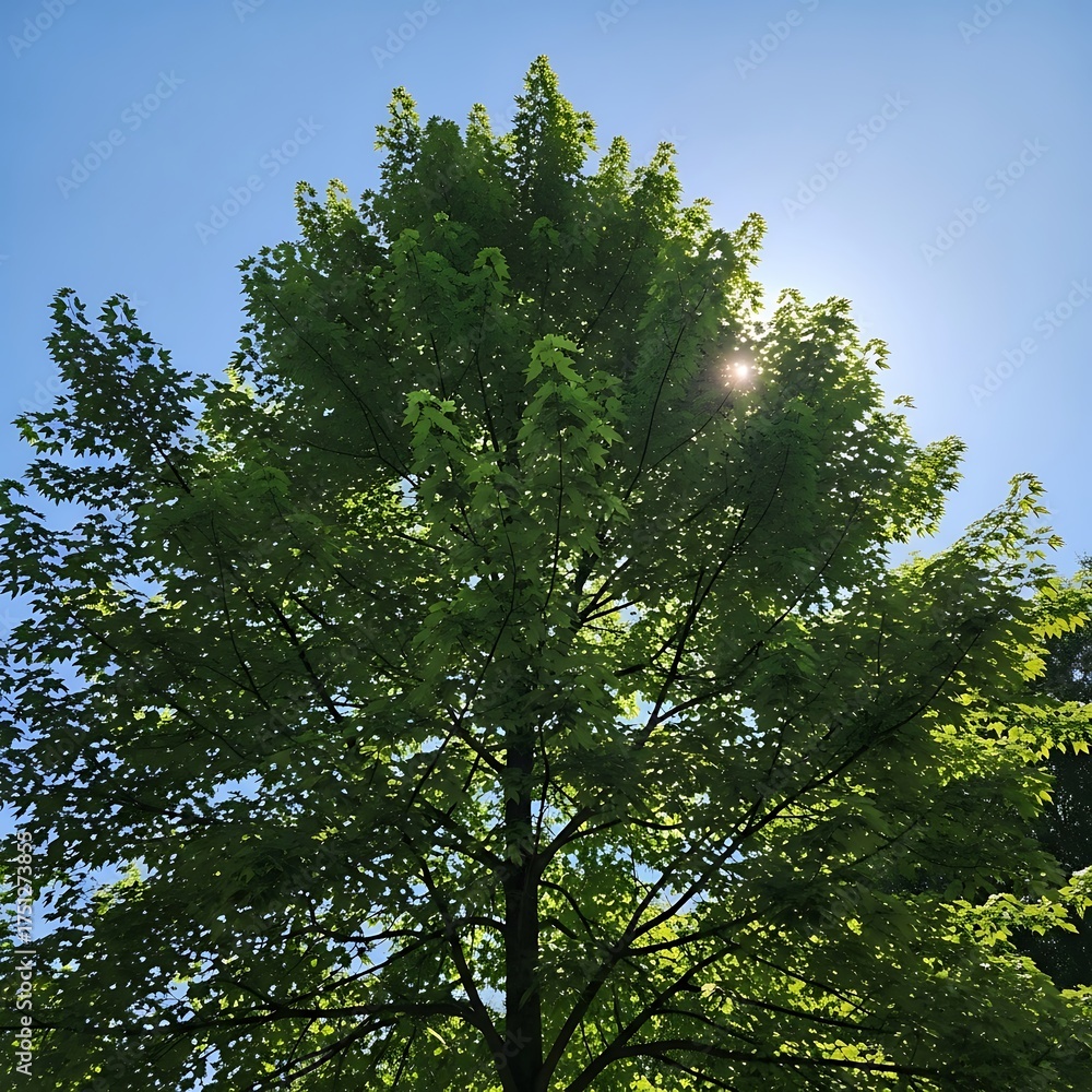 Fototapeta premium Sunlit Tree Canopy - A Verdant Display Against the Sky.
